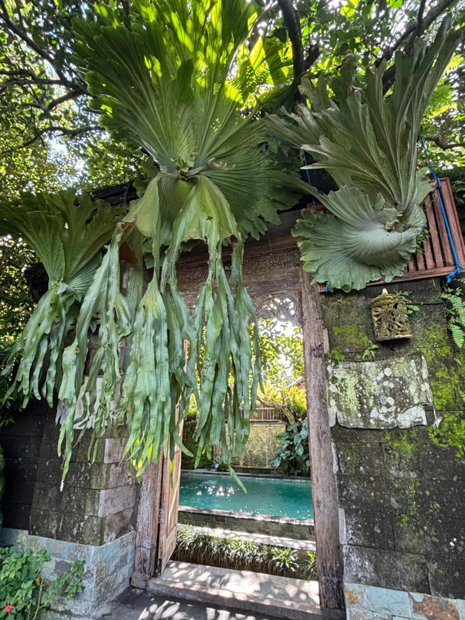 Bumbung Sari Villa Ubud Exteriér fotografie